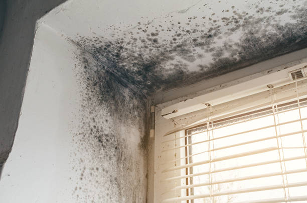 Trusted Basement Mold Remediation service in Wilmington, IL - Cheap Mold Removal