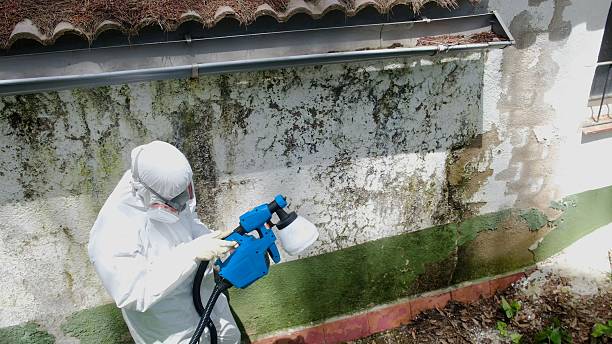 Trusted Black Mold Removal service in Wilmington, IL - Cheap Mold Removal